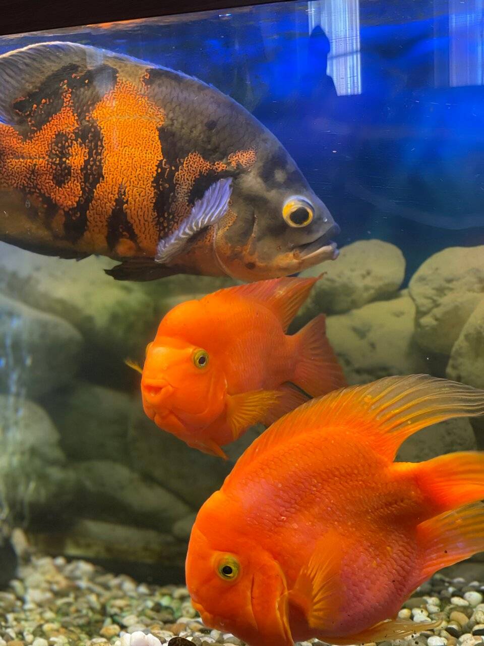 Фото Гостиницы Театральный Суздаль 47